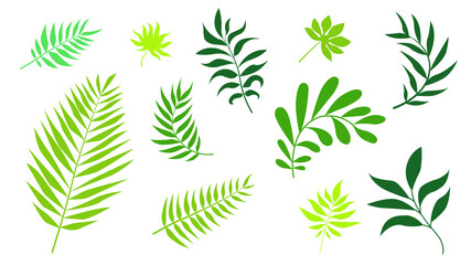 Vector set tropical leaves palm summer exotic jungle green leaf illustration. Tropical plant botanical Hawaii nature decoration floral green leaves. Flower tropic beach monstera tree.