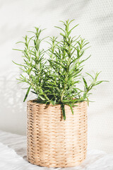 Rosemary herb in knitted pot.