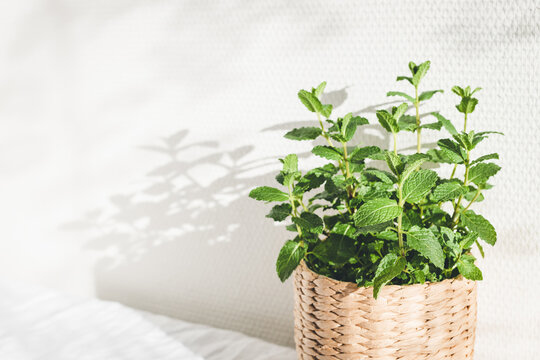 Mint Herb In Knitted Pot.