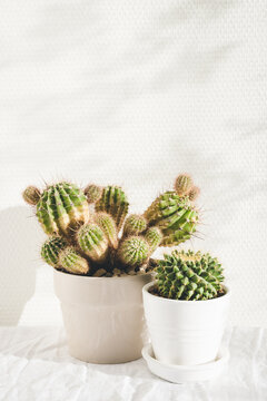 Two Cactuses On White Table.