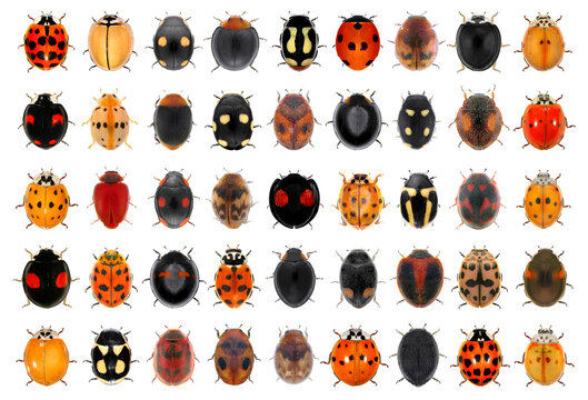 Ladybugs (ladybirds) beetles. Collection. Isolated on a white background 