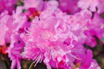 A close-up violated Rhododendron flower.