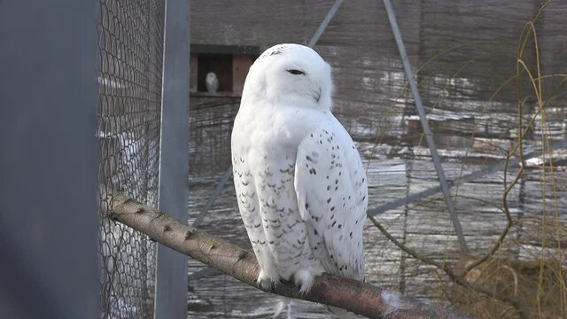 A captive snowy owl (Bubo scandiacus)