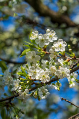Sprig of white flowers blossoms on blue sky background
