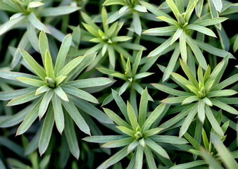 Blätter einer immergrünen Schleifenblume