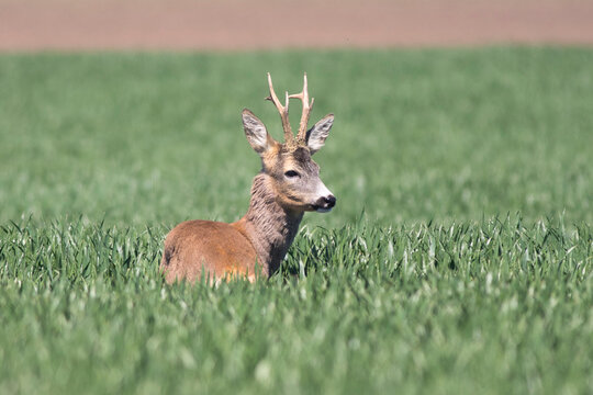 Old Roe deer in a green wheat field