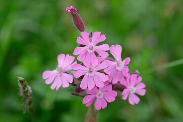 Obraz premium Rote Lichtnelke (Silene dioica) , Rotes Leimkraut, Pflanze mit Blüte
