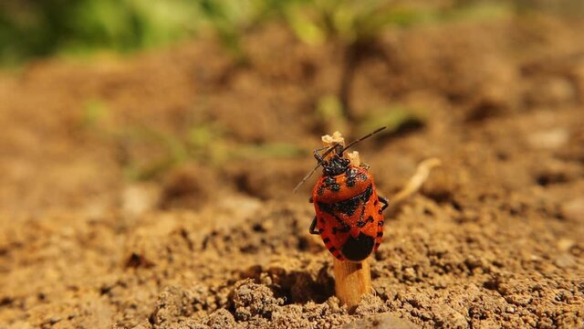 firebug on top of a stick.
Red and black striped stink bug.
it's also called a red bug with black dots.
bugs, insect, insects.
animal, animals.
wildlife, wild nature. 
forest, woods.
spring, summer
