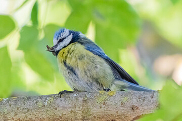 blue tit on a tree branch