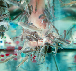 small fish do pedicure on their feet