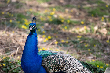Obraz premium Bright blue peacock with its crest, close up