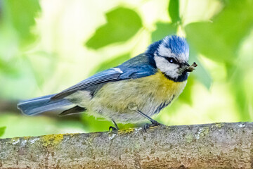 Obraz premium blue tit on a tree branch