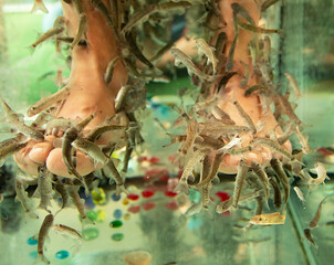 small fish do pedicure on their feet