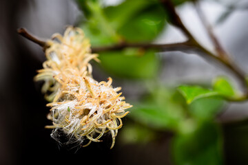 Makro von bühender Pflanze im Frühling
