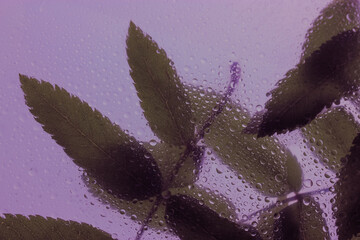 Leaves on purple background. Slim long leaves behind a window with lots of water drops on it after...