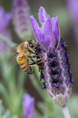 Ape su fiore di lavanda