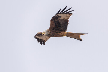 Rotmilan im Flug