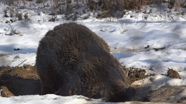 Brown bear digging the den in the ground, preparing for hibernation