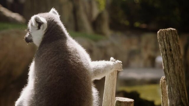 A lemur sits on a fence and holds on to it with its hand.