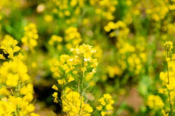 菜の花畑