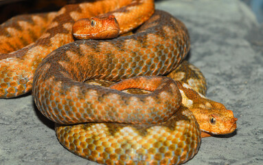 Two nose horned vipers (Vipera ammodytes meridionalis)