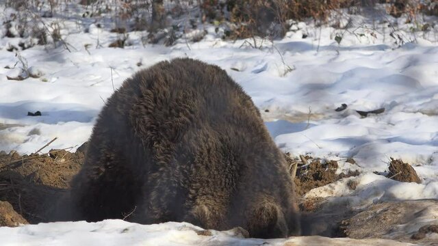 Brown bear enters the underground den, preparing for hibernation