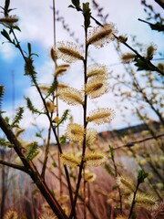 Pussy-willow buds during flowering against the background of the sky.