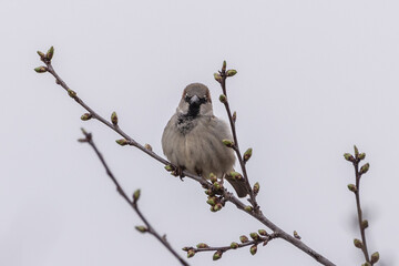 Obraz premium Haussperling auf einem Zweig