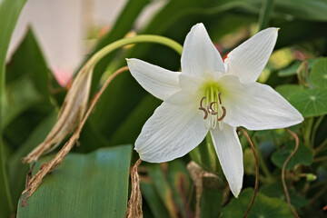 White flower with pistil and pollen. The flower is star shaped. Beauty garden lily with white petals