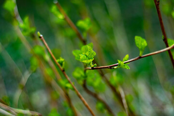 Light blurred background with bush branches. Green, spring background with blooming buds in soft focus.