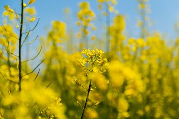 Obraz premium 菜の花畑