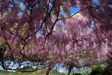 フジの花　降り注ぐ　（高知県　香南市）