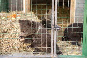 Bear behind bars. Wild bear in the aviary. Big beast in the zoo. Containment of the beast in captivity. Brown bear in a cage.
