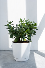Beautiful Crassula ovata, Jade Plant,Money Plant, succulent plant in the sun on the background to a brick white wall. Home decor and gardening concept.