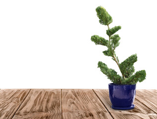 Beautiful bonsai tree in pot on wooden table against white background