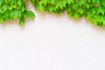 緑のツタの葉と白壁