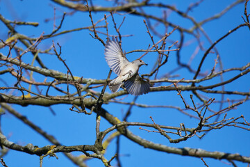 Weibchen der Mönchsgrasmücke (Sylvia atricapilla) 