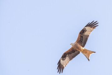 Rotmilan im Flug