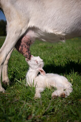Obraz premium goat and baby
