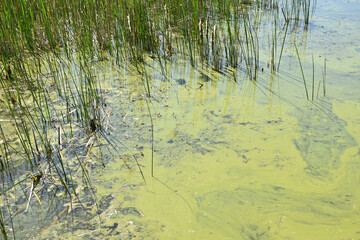 Green colored water in the lake and reeds