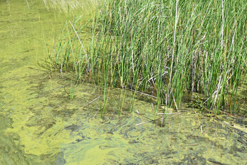 Green colored water in the lake and reeds