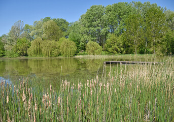 Obraz na płótnie Canvas Reeds and trees next to the lake