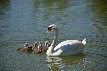 Obraz premium Swans swimming on the lake in spring time