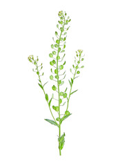 Thlaspi arvense, known by the common name field pennycress, is a flowering plant in the cabbage family Brassicaceae. High resolution composite photo.