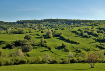 Obraz premium a spring landscape with trees on a hill
