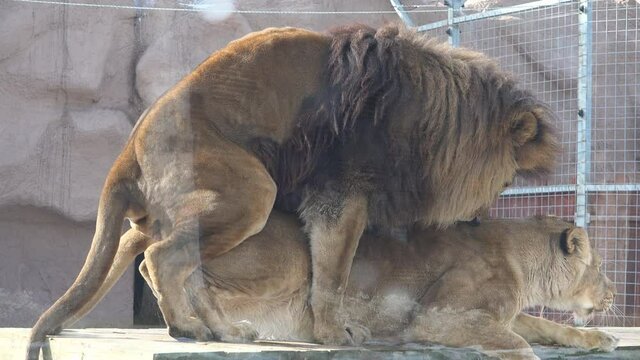 Lions couple mating and copulation