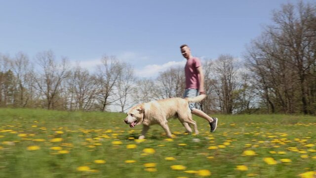 Cheerful young man with his dog in nature. Labrador retriever running on spring meadow at sunny day.