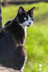Obraz premium Allassac (Corrèze, France) - Chat aux aguets