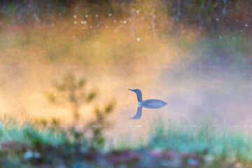 Red throated loon in a pond a misty sunrise