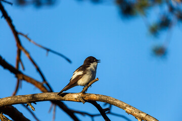 European pied flycatcher sitting on tree branch and singing